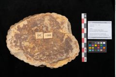 Foto (Objekt + Etikett) von Sigillaria sp.  (NHMW-GEO-2024-0188-11103)